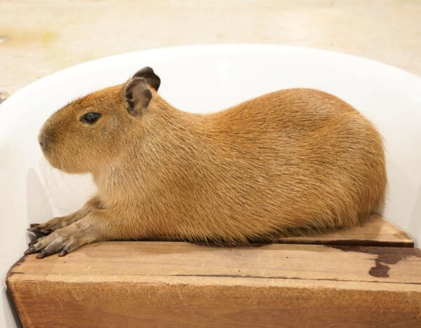 Capybara ownership laws
