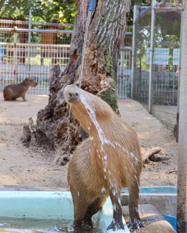 Capybara shipping available