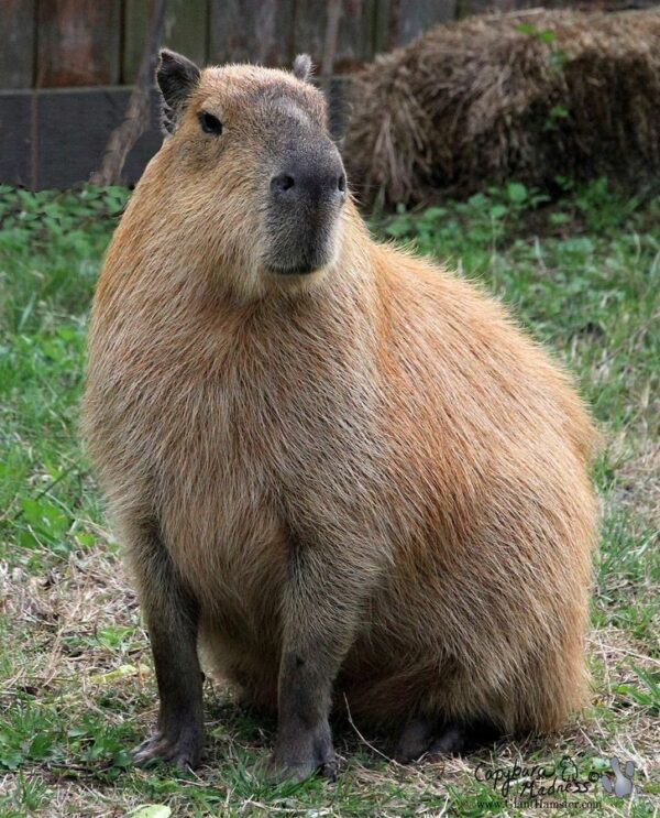 Capybara habitat setup