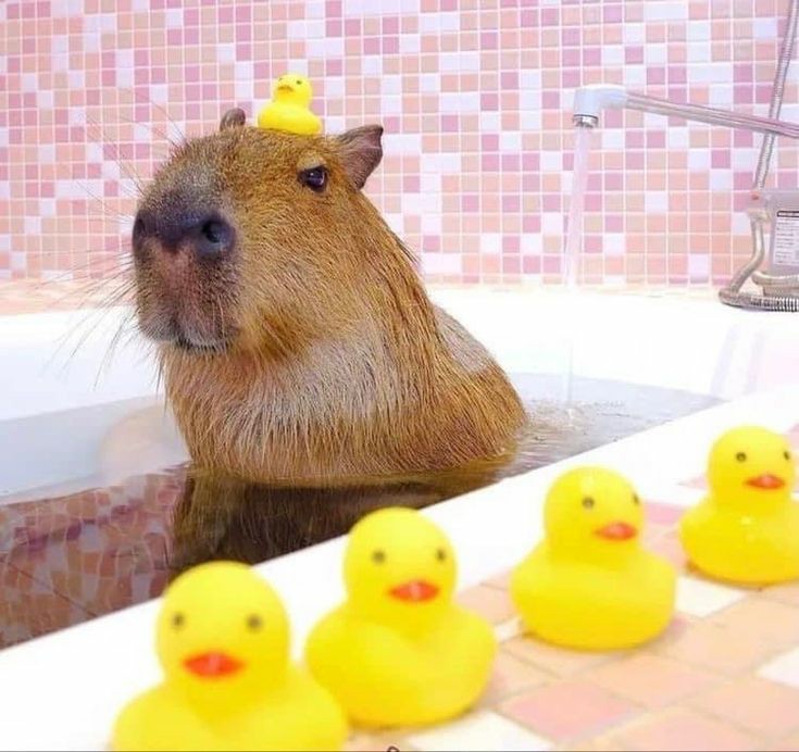 Care of a Capybara
