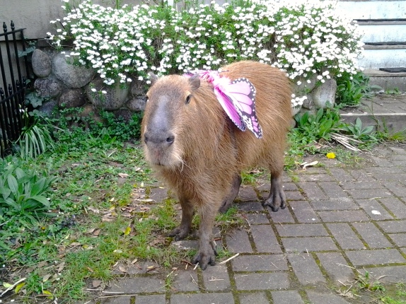 Capybaras for Home and Garden
